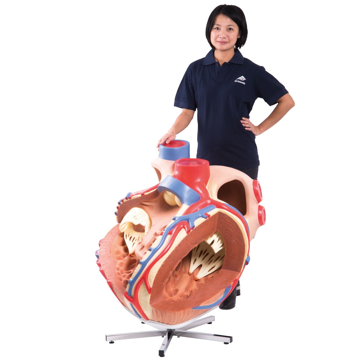 img336 image img336 Heart: Giant Heart, 8 times life size