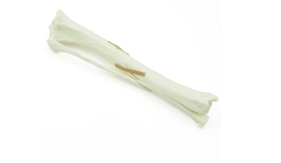 img432 image img432 Skeletons, Skulls: Tibia Spiral Fx | Dog