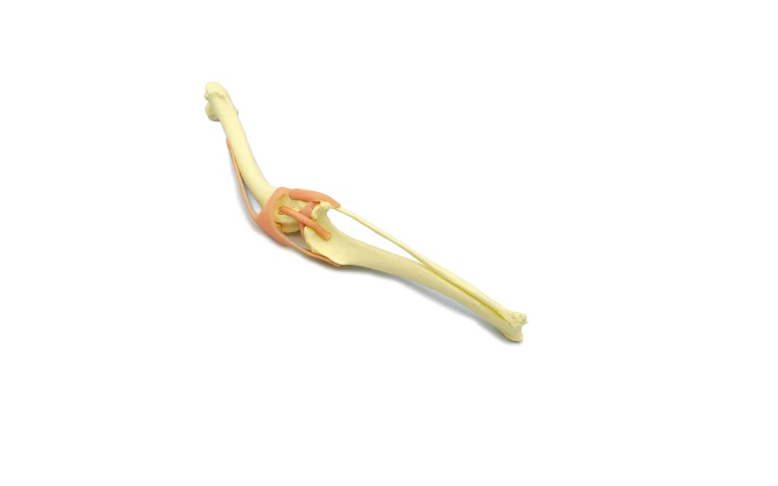 img436 image img436 Skeletons, Skulls: Knee Joint - with Bone Marrow | Dog