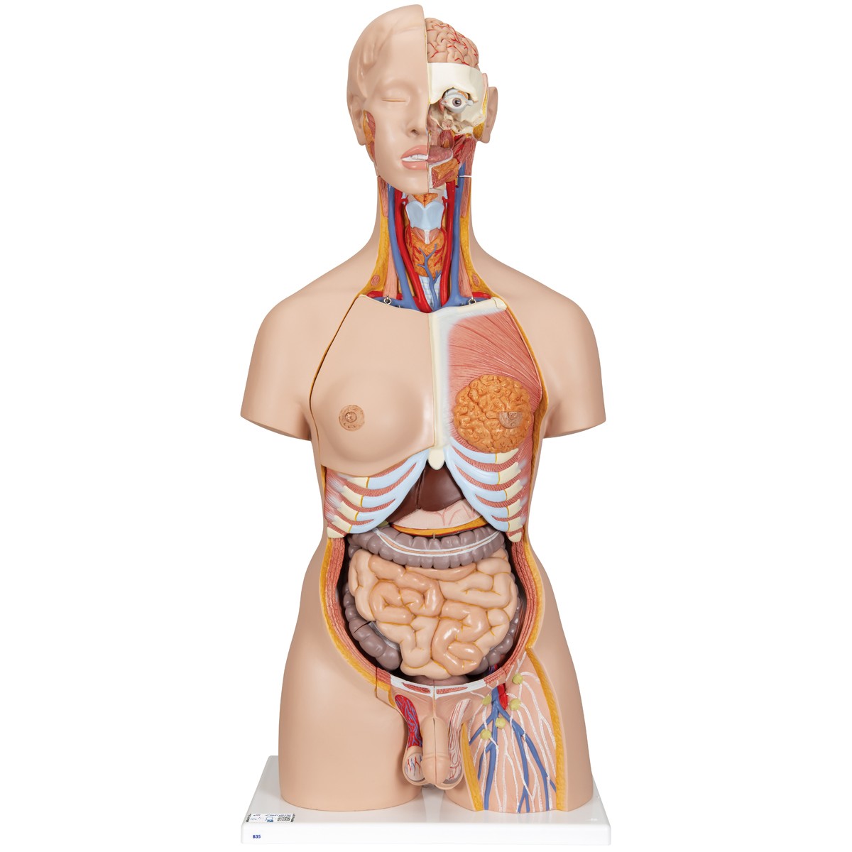 img574 image img574 Torsos: Deluxe Dual-Sex Torso with Opened Back, 28 part - 3B Smart Anatomy