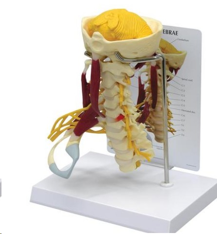 img739 Nervový systém, oběhový systém: Sada modelů lidského nervového systému "Fyziologie nervů"