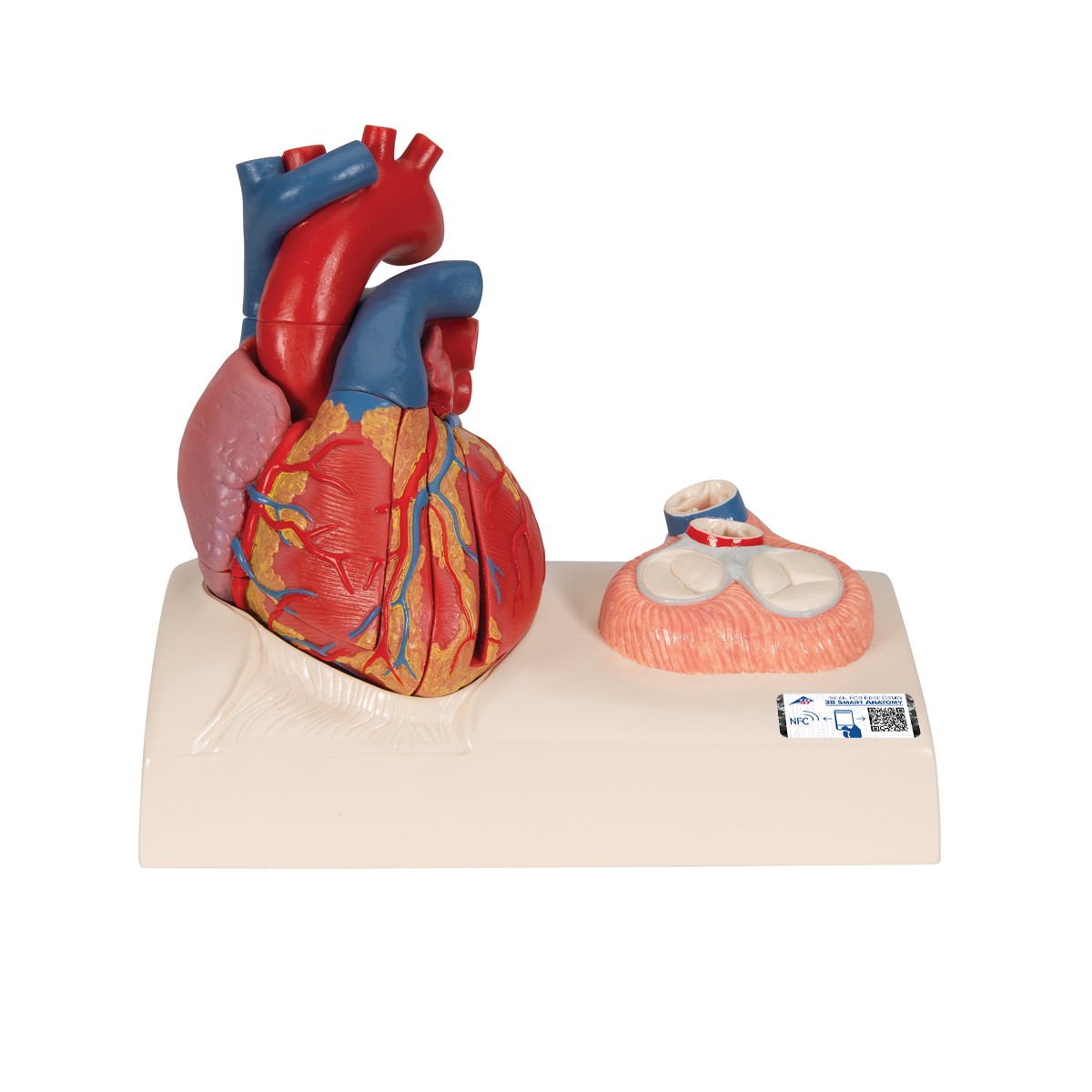 img776 image img776 Heart: Magnetic Heart model, life-size, 5 parts - 3B Smart Anatomy