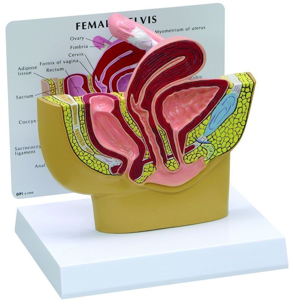 img785 Pánev a genitálie: Průřez mužskou pánví, 1/2 velikost - 3B Smart Anatomy