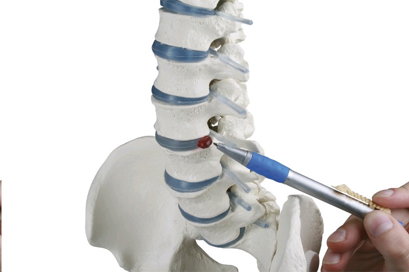 Head: Head section model