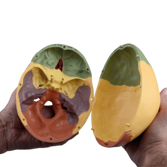 img808-5_560x560 image img808-5